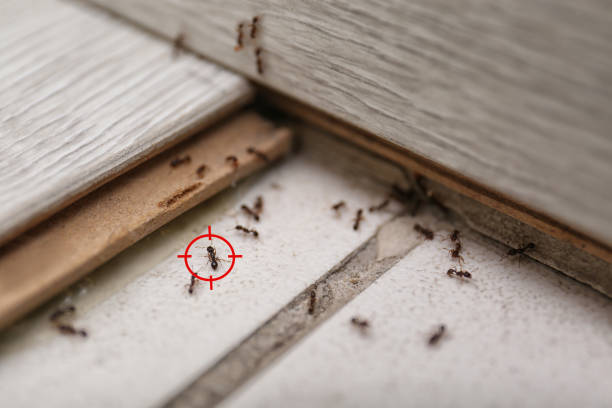 Best Affordable Pest Control Services  in Mobile, AL